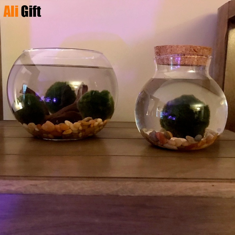ZAKKA Glass Terrarium Jar with Wooden Lid – Moss Ball Micro Landscape Vase 1000/1800ml